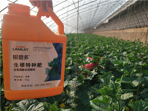 根碧多，菌劑，安碧解