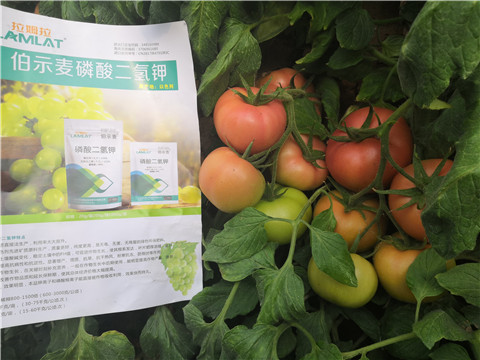 葉面肥，磷酸二氫鉀，鈣肥
