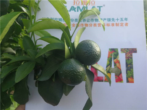 菌劑，水溶肥，