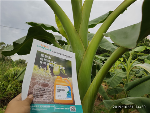 葉面肥，微生物菌劑，硼肥，水溶肥