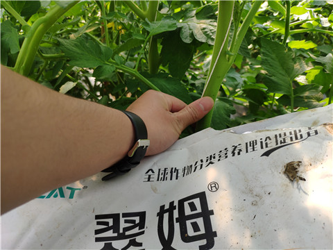 菌劑，拉姆拉