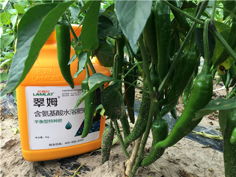 根碧多，微生物菌，葉面肥