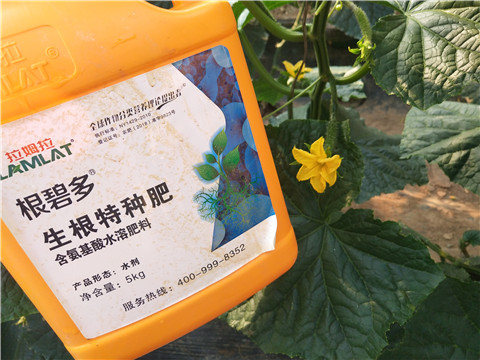 拉姆拉，根碧多，微生物菌劑