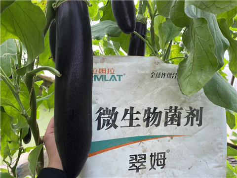 微生物菌劑，拉姆拉
