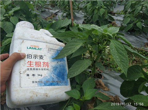 生根劑，伯示麥
