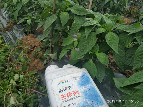生根劑，伯示麥