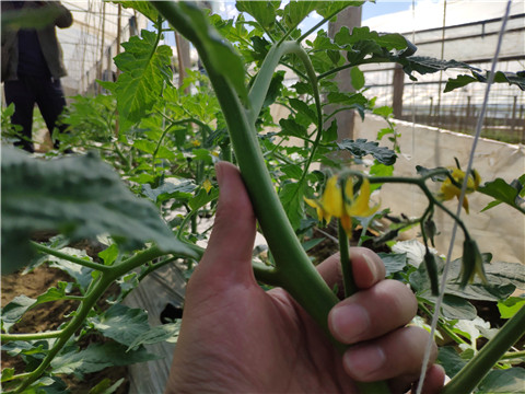 微生物菌劑 ，拉姆拉翠姆