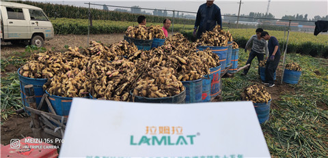 微生物菌劑，拉姆拉