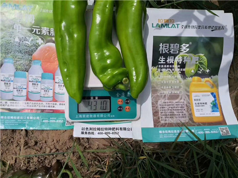 根碧多，拉姆拉