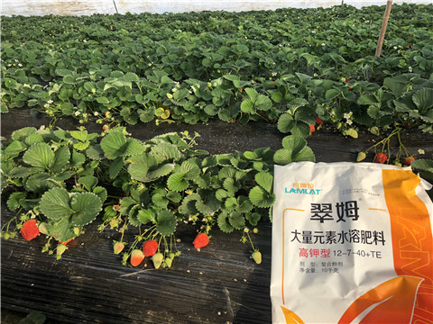 水溶肥，葉面肥，根碧多