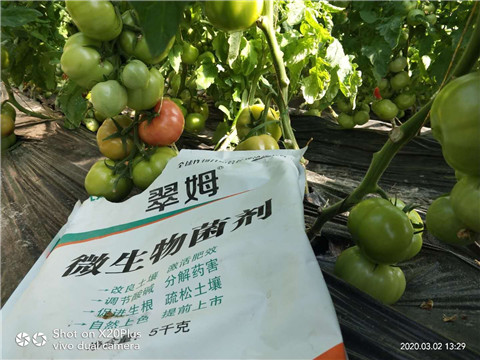 微生物菌劑，根碧多，磷酸二氫鉀