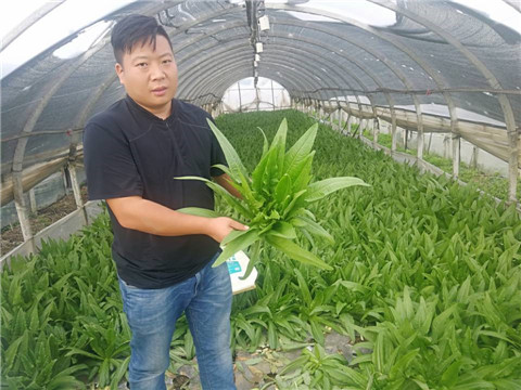 水溶肥，生根劑