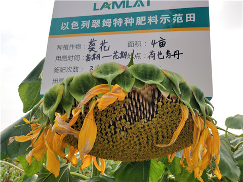 微生物菌劑，根碧多