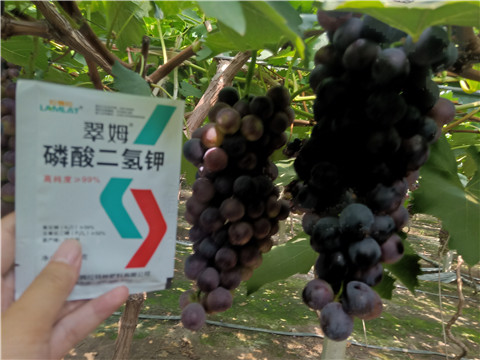 磷酸二氫鉀，葉面肥