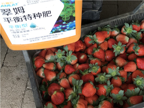 沖施肥，磷酸二氫鉀