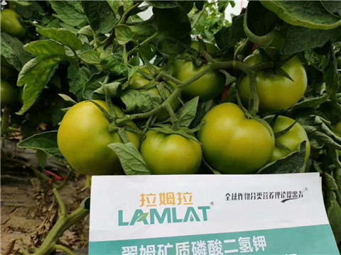 磷酸二氫鉀，鈣肥，水溶肥
