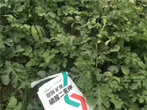 磷酸二氫鉀，硼肥，沖施肥