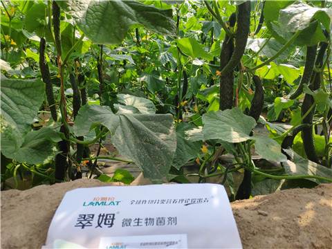 微生物菌劑，根碧多，水溶肥