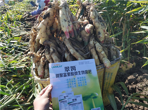 微生物菌劑，拉姆拉