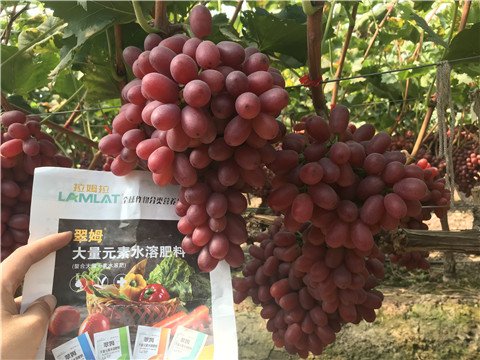 水溶肥，拉姆拉