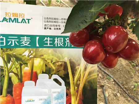生根劑，微生物菌劑，拉姆拉，伯示麥