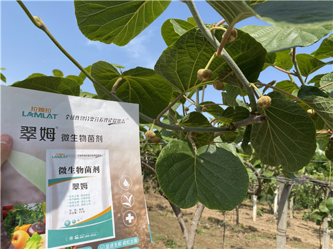 微生物菌劑，拉姆拉
