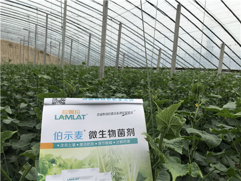 微生物菌劑，生根劑，拉姆拉