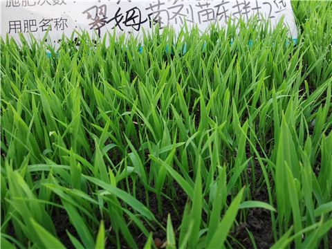 微生物菌劑，拉姆拉