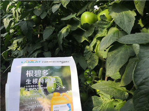 根碧多，拉姆拉