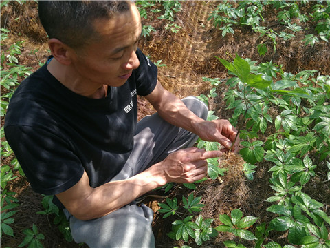 微生物菌劑，翠姆，拉姆拉