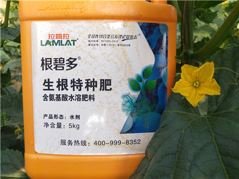根碧多，拉姆拉