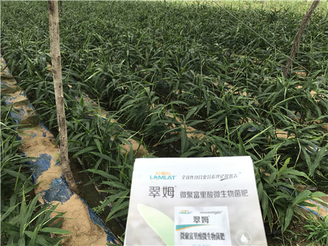 微生物菌劑，翠姆，拉姆拉