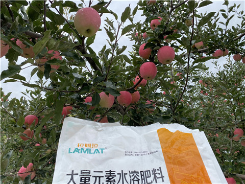 進口水溶肥品牌，拉姆拉，翠姆