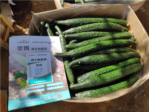 葉面肥，安碧解，除草劑藥害