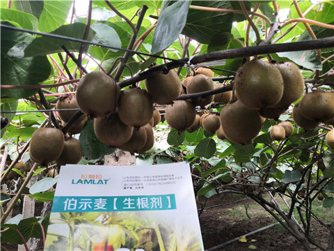 微生物菌劑，生根劑，伯示麥，拉姆拉