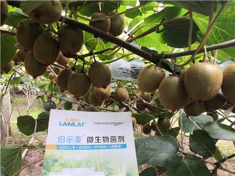 微生物菌劑，生根劑，伯示麥，拉姆拉