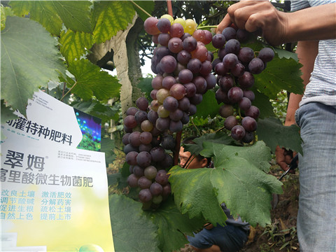 微生物菌劑，拉姆拉，翠姆