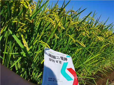 水溶肥，磷酸二氫鉀