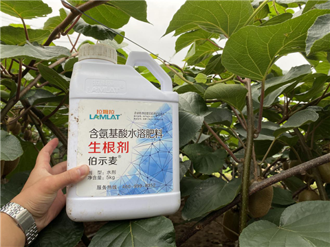 水溶肥，生根劑，微生物菌劑，伯示麥，拉姆拉