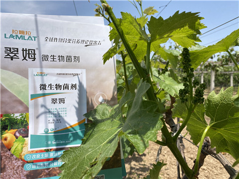 微生物菌劑，拉姆拉，翠姆