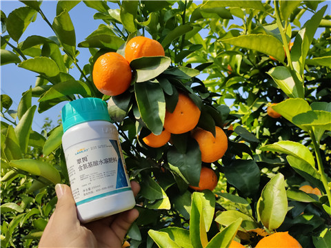 葉面肥，拉姆拉，翠姆