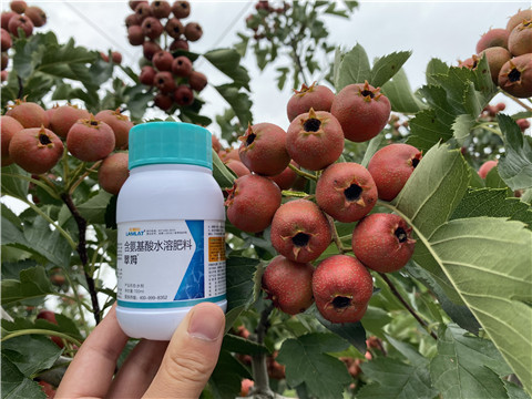葉面肥，拉姆拉，翠姆