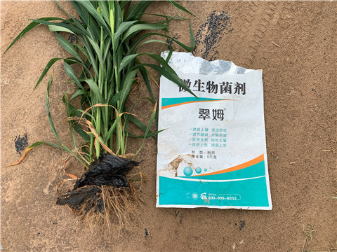微生物菌劑，拉姆拉，翠姆