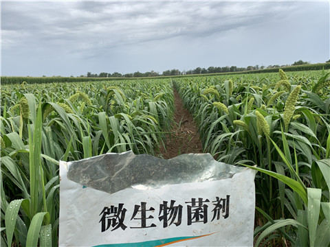 微生物菌劑，拉姆拉，翠姆