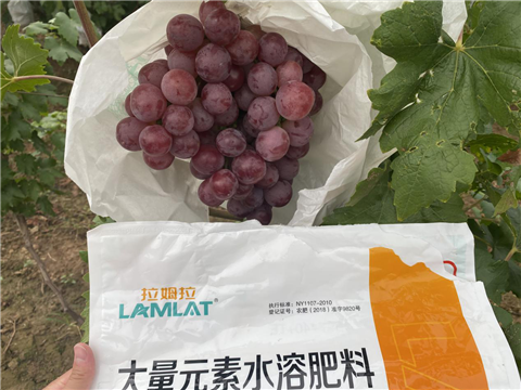 大量元素水溶肥，拉姆拉，翠姆