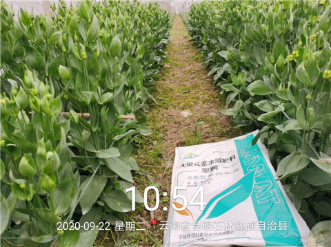 大量元素水溶肥，拉姆拉，翠姆