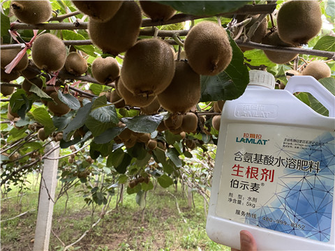 進(jìn)口水溶肥，拉姆拉，伯示麥