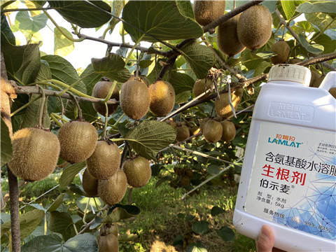進(jìn)口水溶肥，拉姆拉，伯示麥