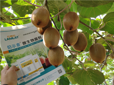 進(jìn)口水溶肥，拉姆拉，伯示麥