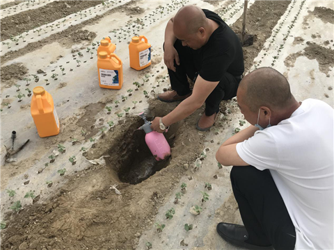 棉花，水溶肥，拉姆拉，翠姆